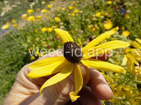 coneflower, cutleaf